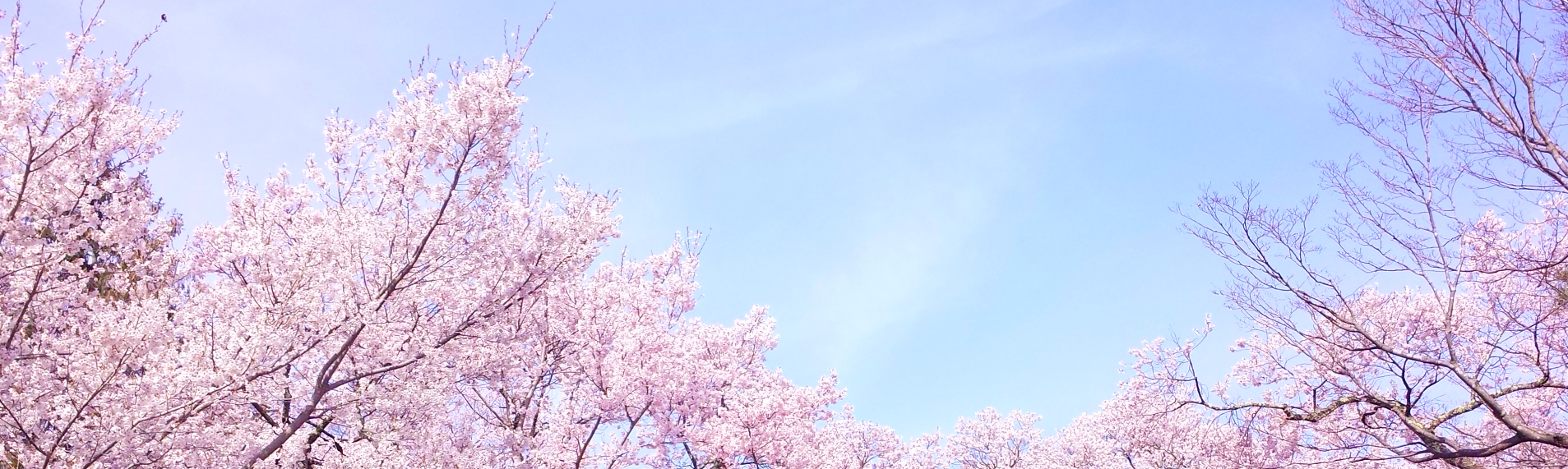 みらい平駅から徒歩5分 さくら保育園